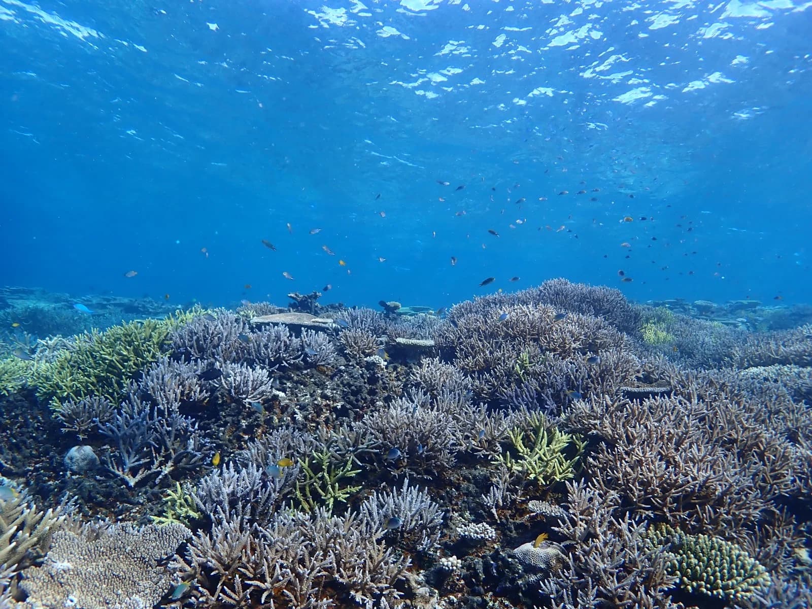 八重干瀬シュノーケリングツアー | 宮古島最大のサンゴ礁